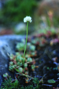 Nude Buckwheat