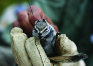 Angry, Collared Chipmunk