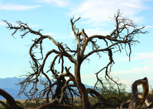 Death Valley Dune Snag