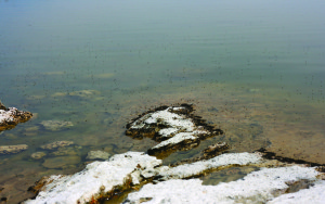 Mono Lake Flies