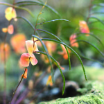 Mountain Jewel Flower